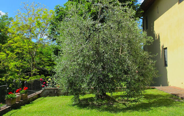 Corbezzolo - Photo 29